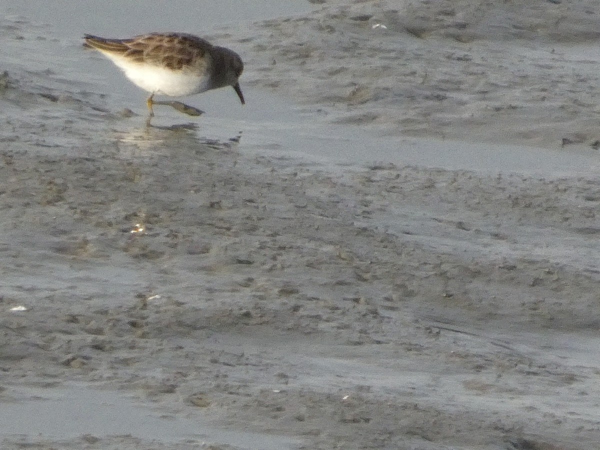 Least Sandpiper - ML628170941