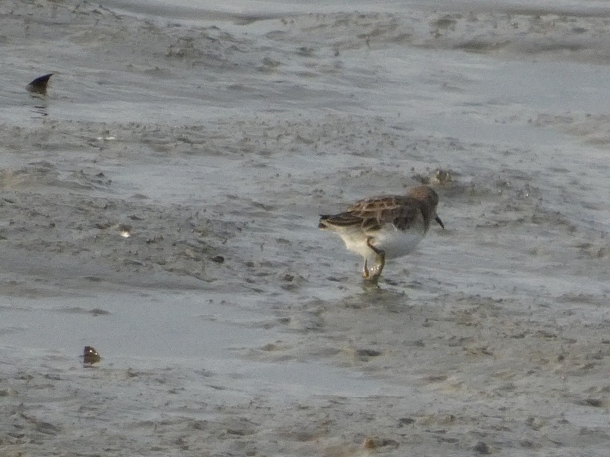 Least Sandpiper - ML628170942