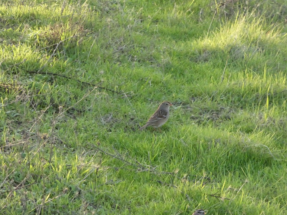 White-crowned Sparrow - ML628170960