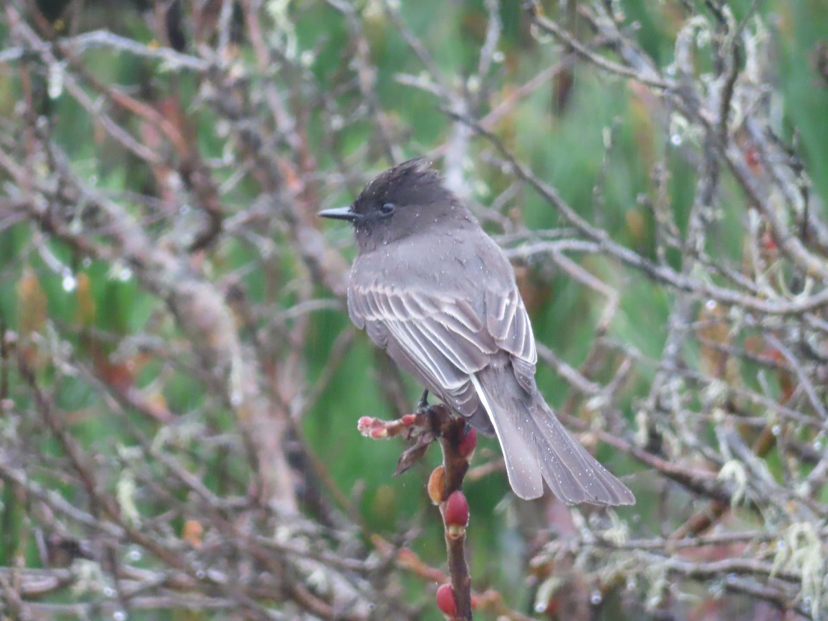 Black Phoebe - ML628171035