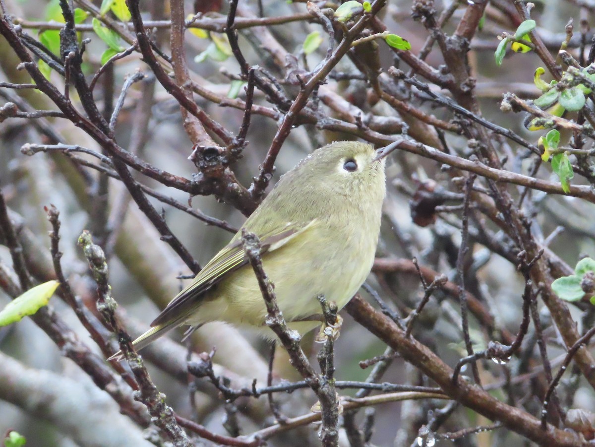 Ruby-crowned Kinglet - ML628171040