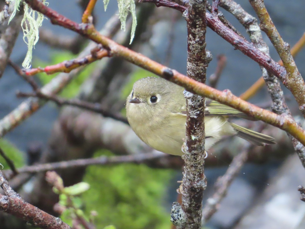 Ruby-crowned Kinglet - ML628171041