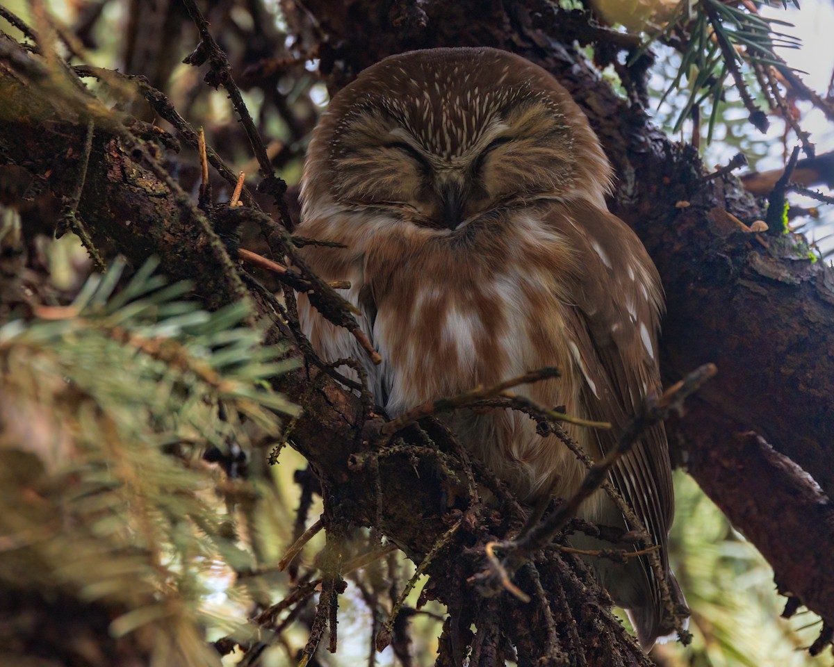 Northern Saw-whet Owl - ML628171133