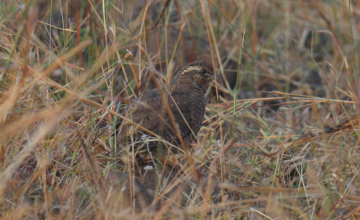 Perdicilla Argundá - ML628171179