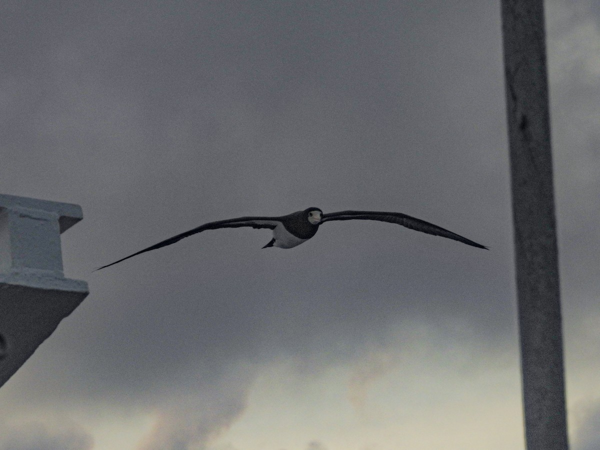 Brown Booby - ML628171319