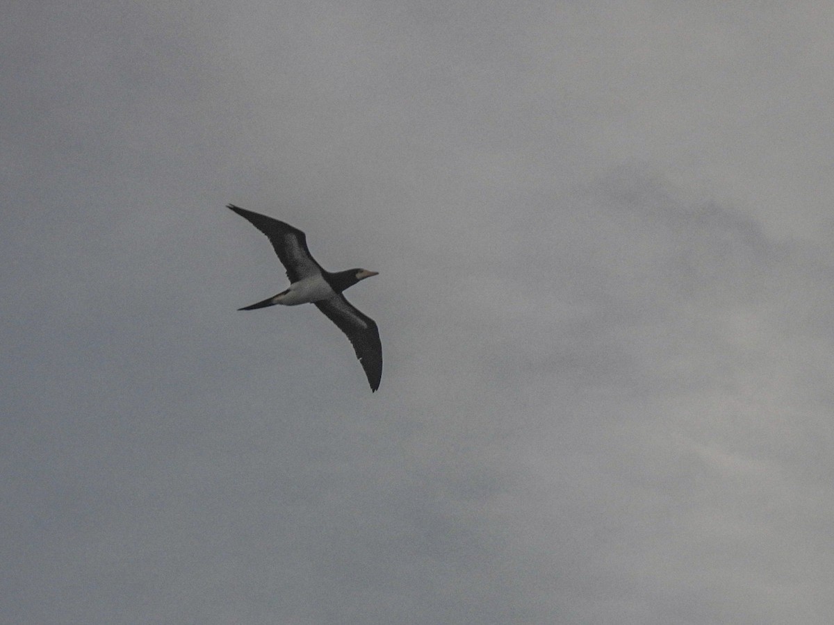 Brown Booby - ML628171320