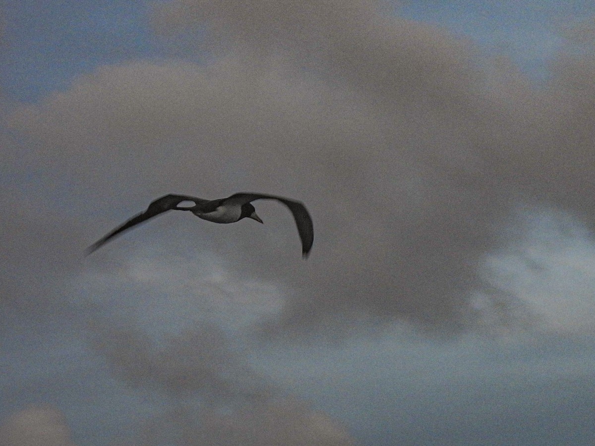 Brown Booby - ML628171321