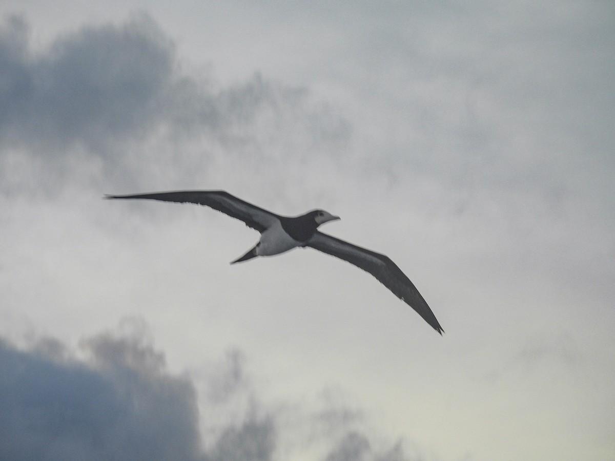 Brown Booby - ML628171322