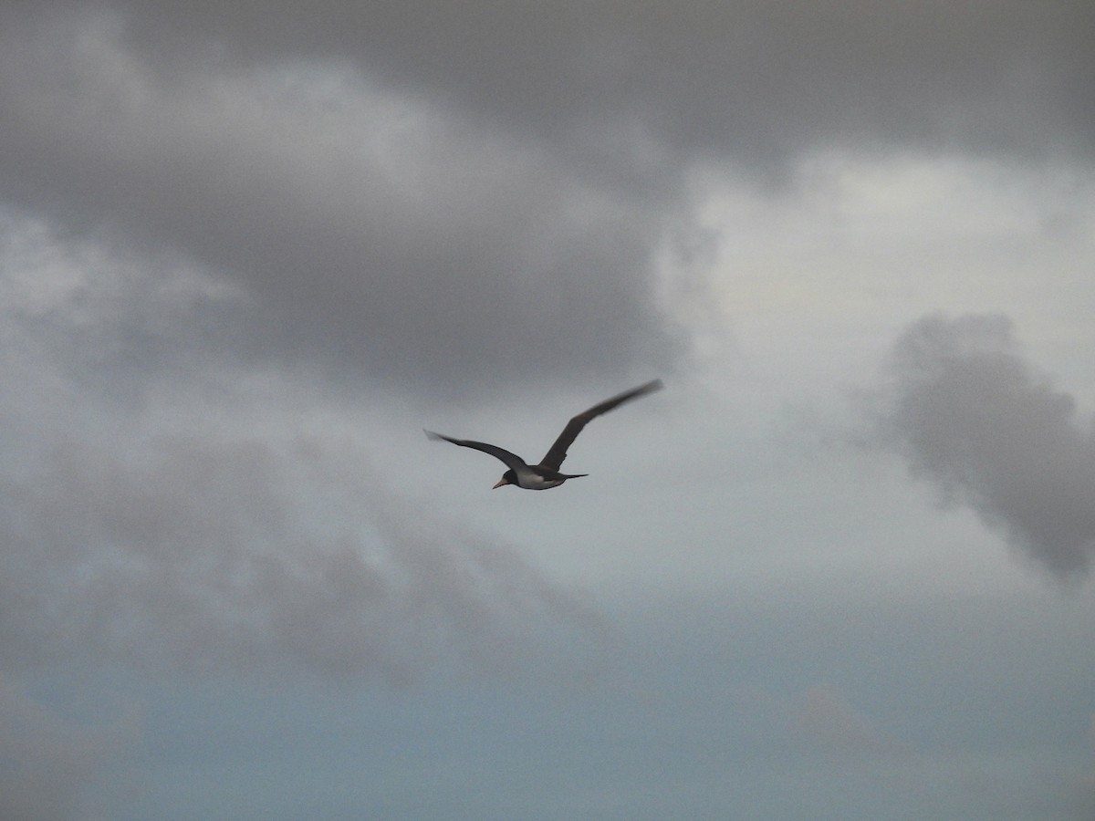 Brown Booby - ML628171323