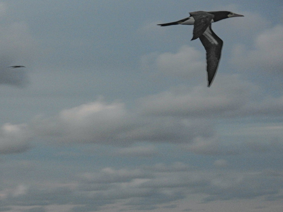 Brown Booby - ML628171324