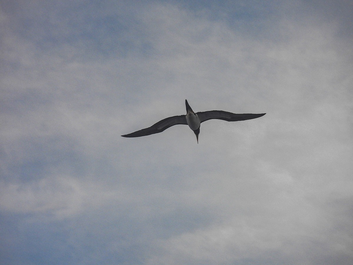 Brown Booby - ML628171325