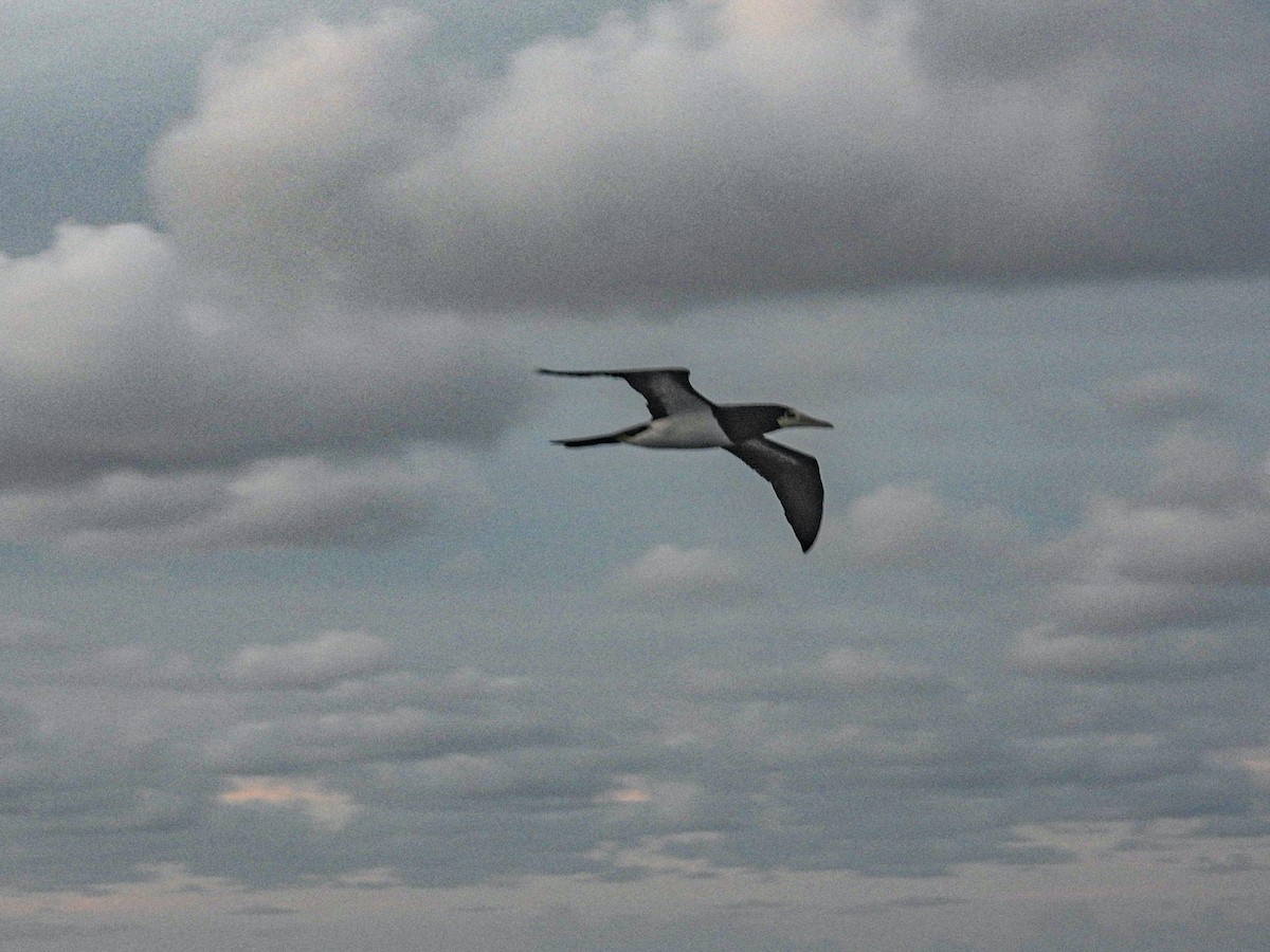 Brown Booby - ML628171326