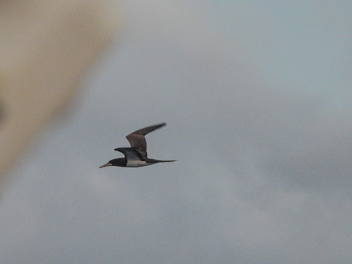 Brown Booby - ML628171327