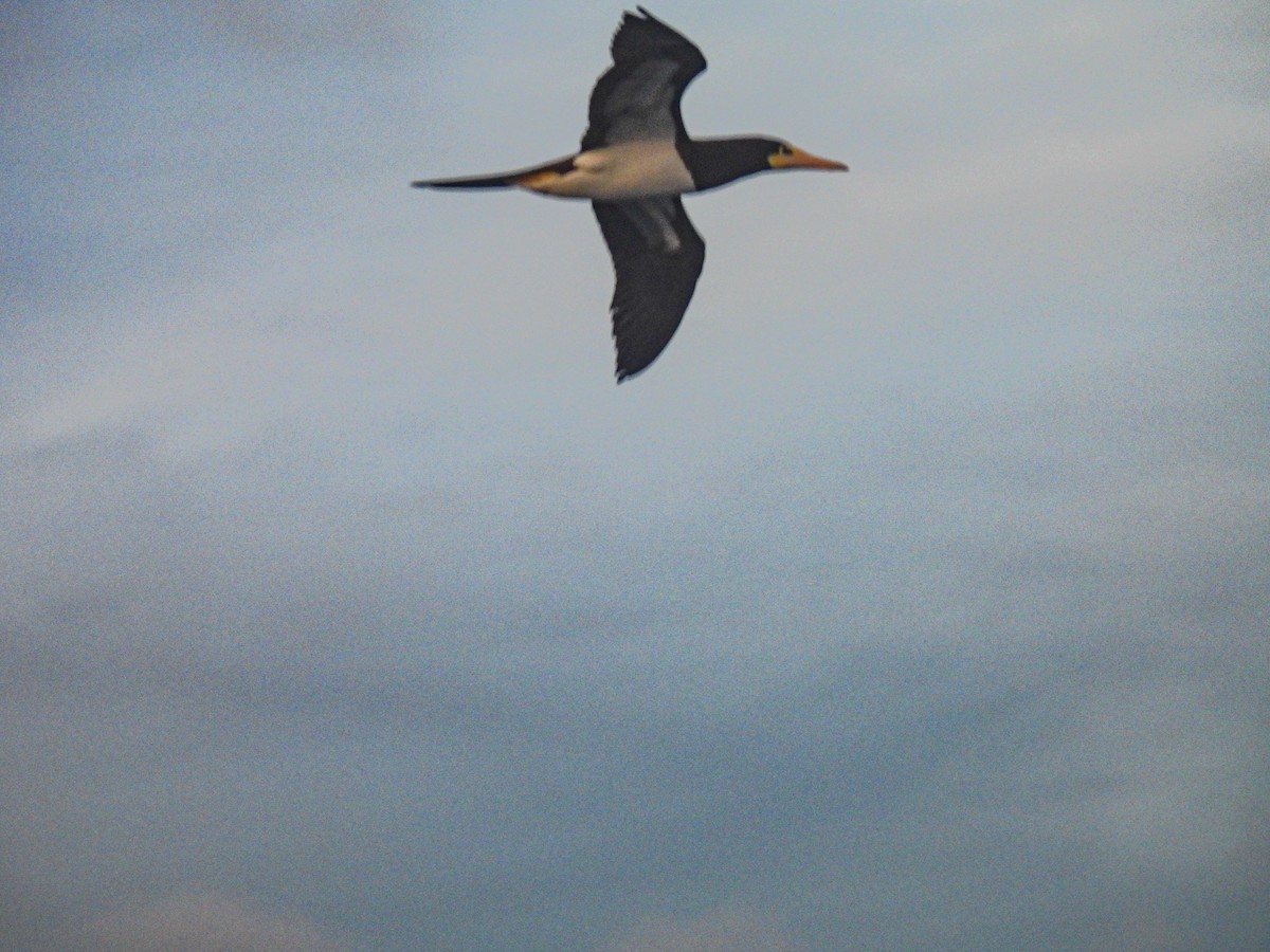 Brown Booby - ML628171328