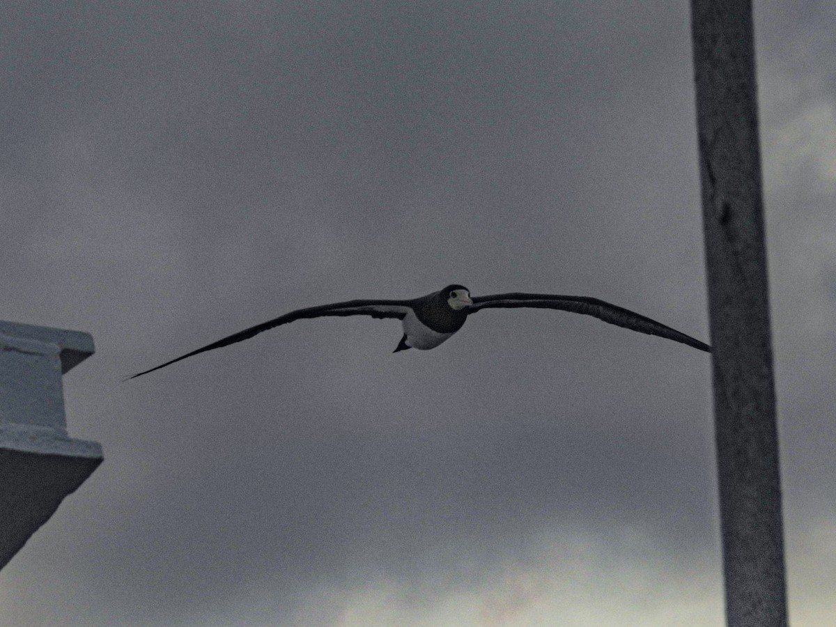 Brown Booby - ML628171330