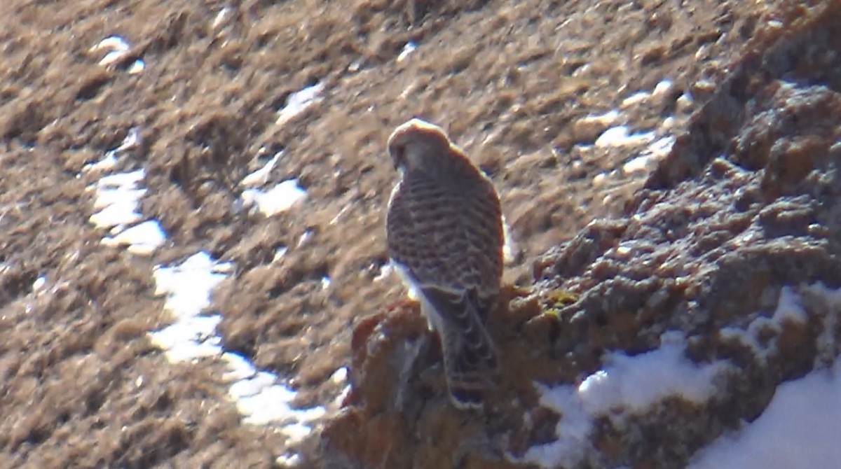 Eurasian Kestrel - ML628171573