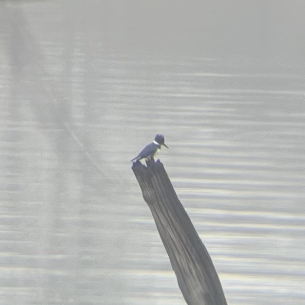 Belted Kingfisher - ML628171691