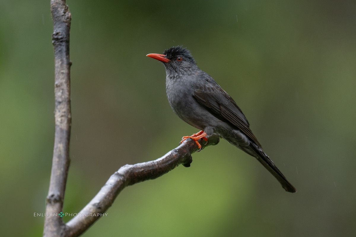 Square-tailed Bulbul - ML628171702