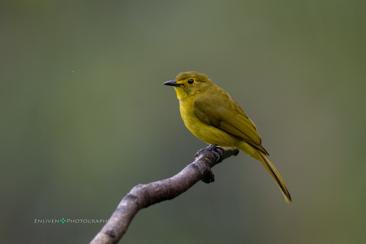 Yellow-browed Bulbul - ML628171707