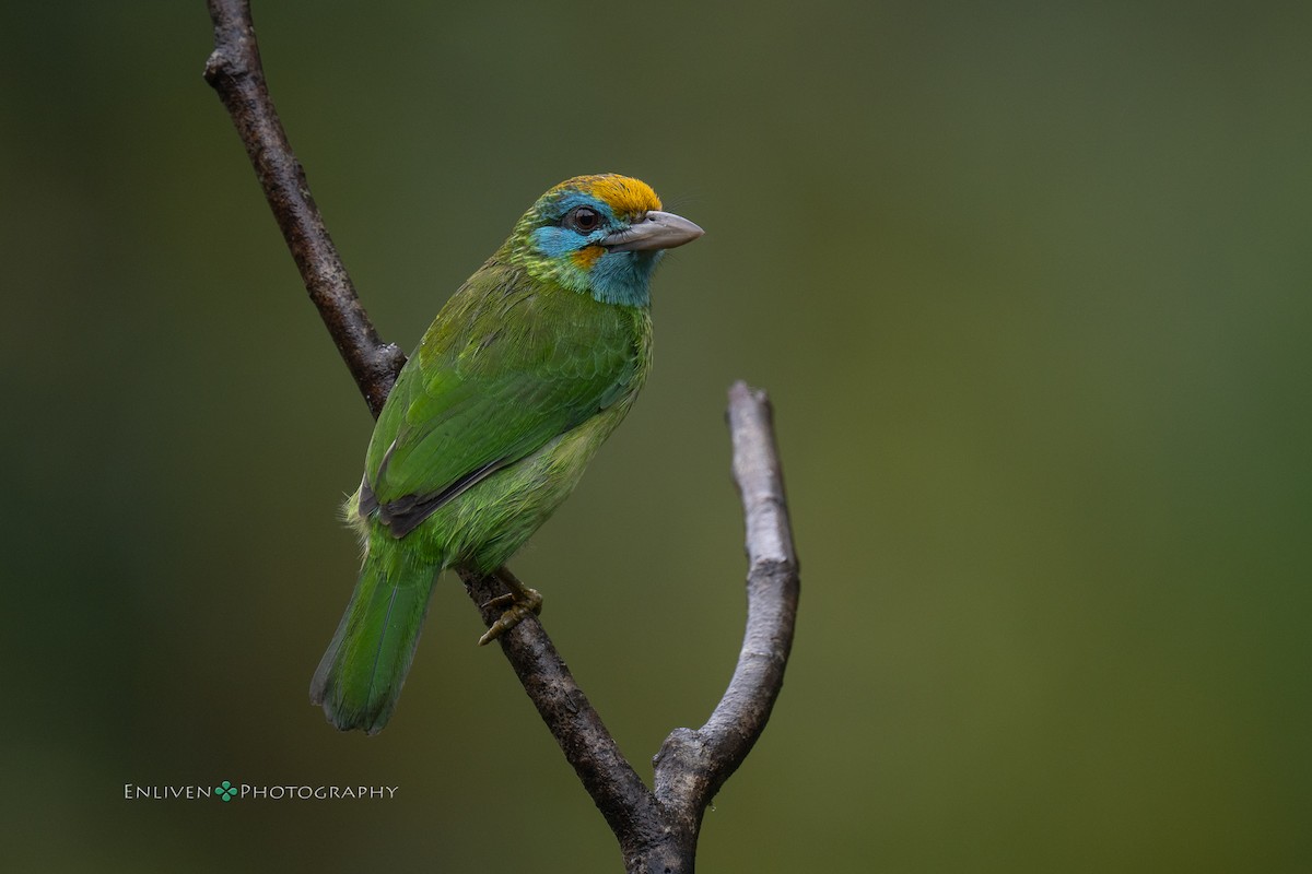 Yellow-fronted Barbet - ML628171718