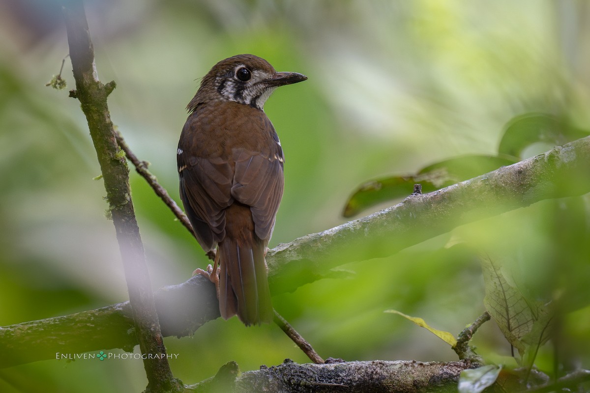 Spot-winged Thrush - ML628171728