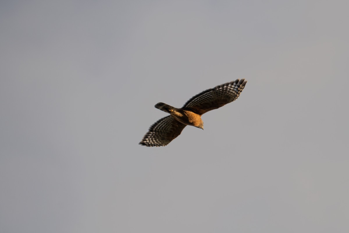 Red-shouldered Hawk - ML628171765