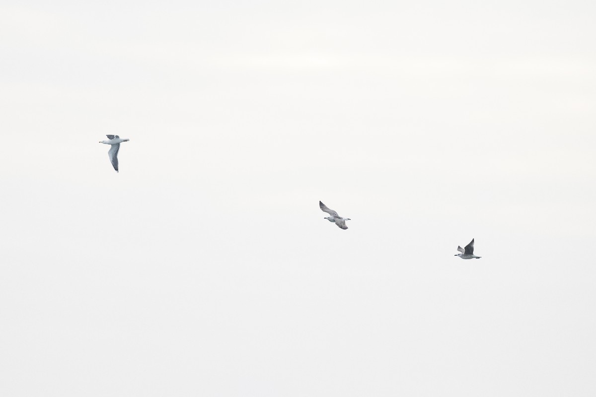 Great Black-backed Gull - ML628171795