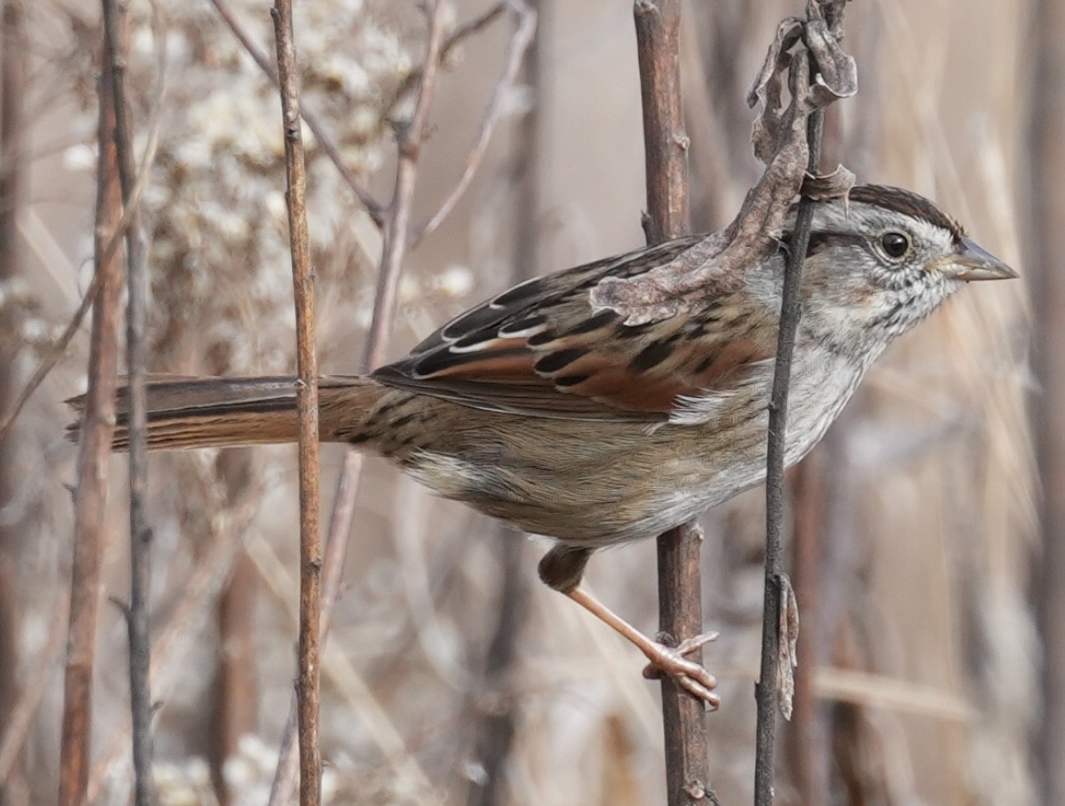 Swamp Sparrow - ML628171850