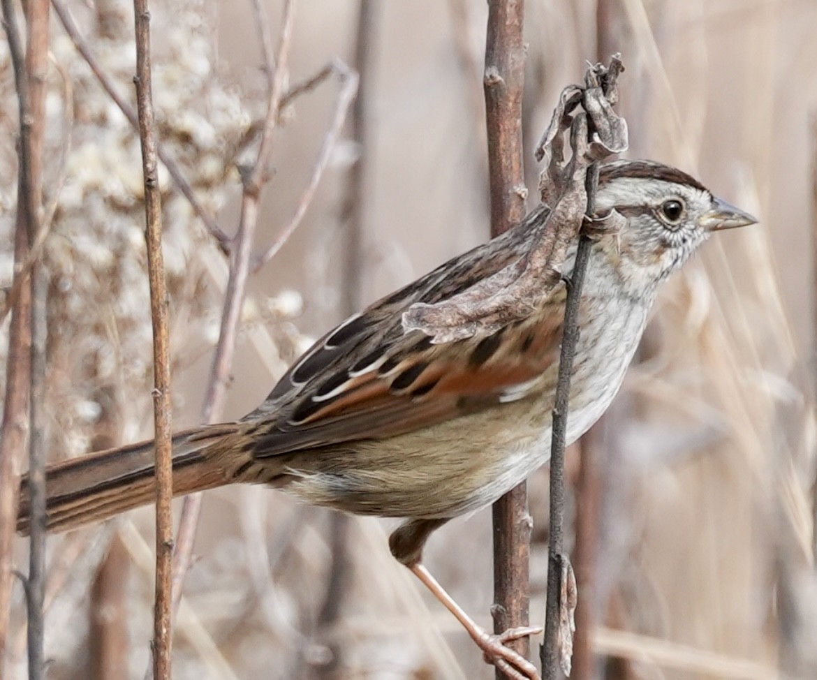 Swamp Sparrow - ML628171851