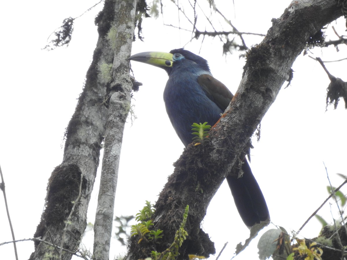 Hooded Mountain-Toucan - ML628171984