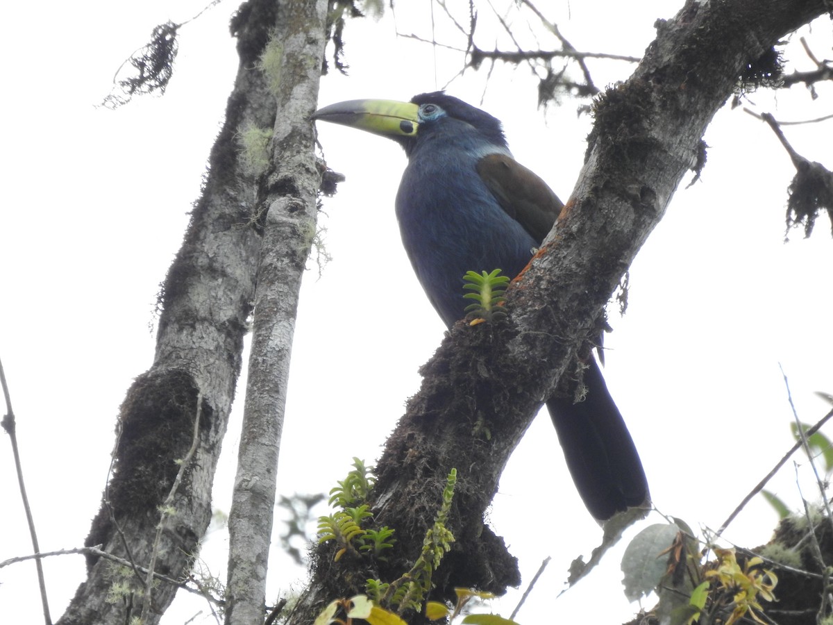 Hooded Mountain-Toucan - ML628171985