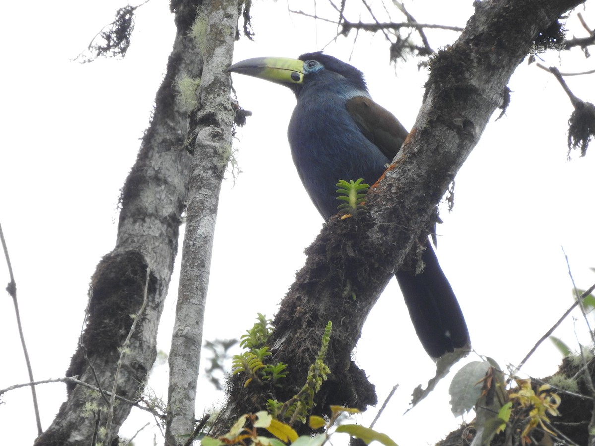 Hooded Mountain-Toucan - ML628171986