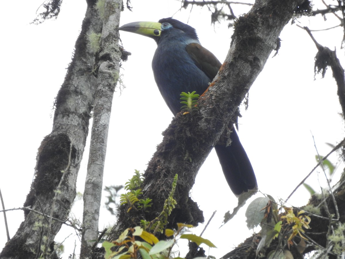 Hooded Mountain-Toucan - ML628171987