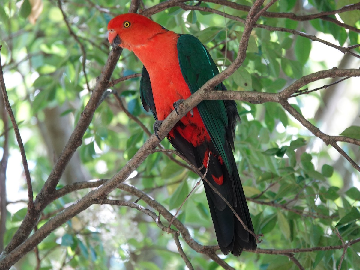 Australian King-Parrot - ML628171993