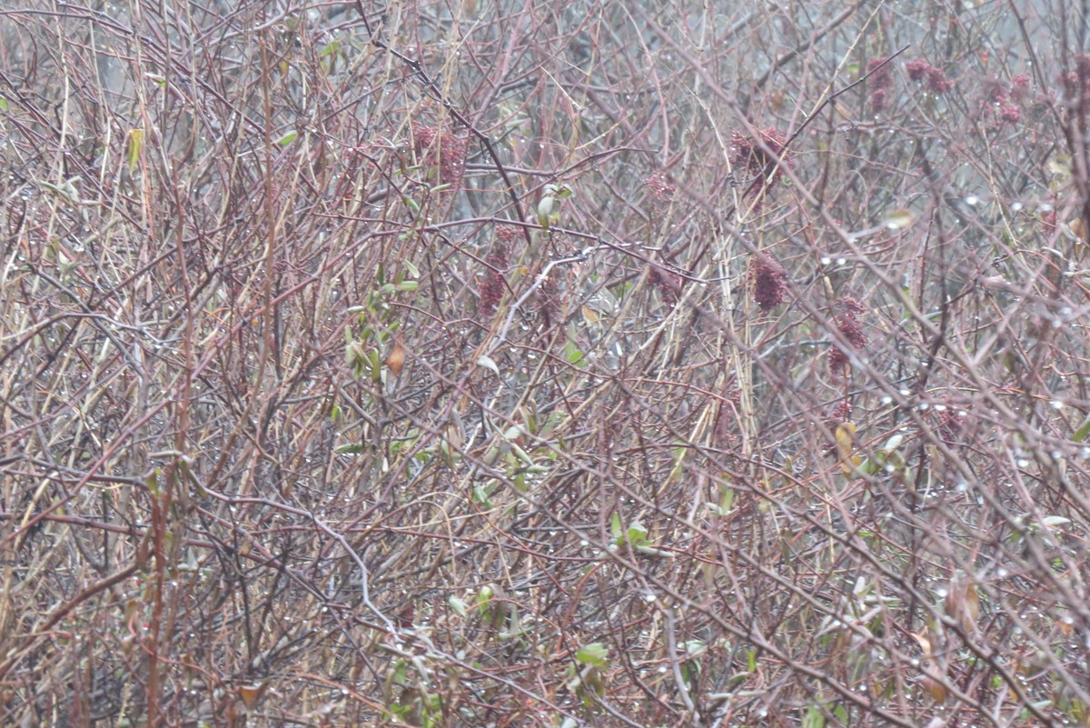 Spotted Towhee - ML628172055