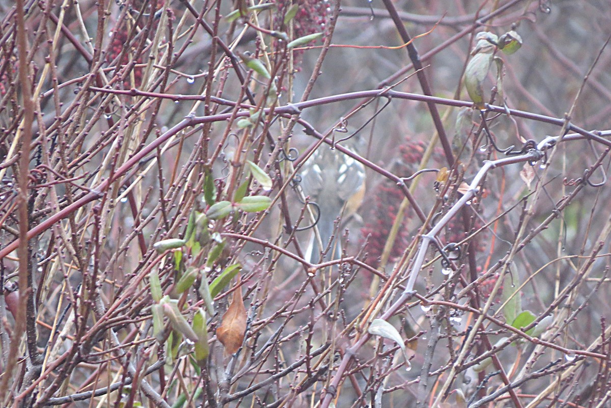 Spotted Towhee - ML628172067