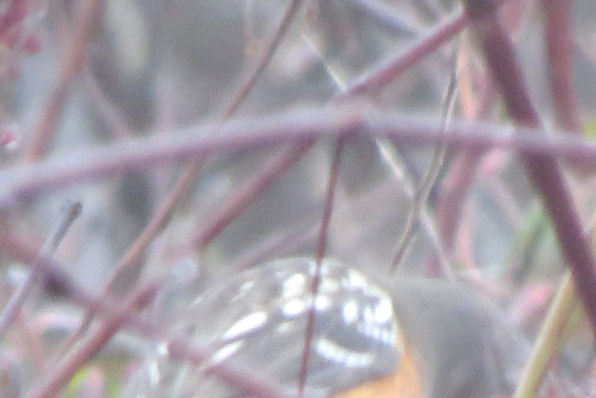Spotted Towhee - ML628172073
