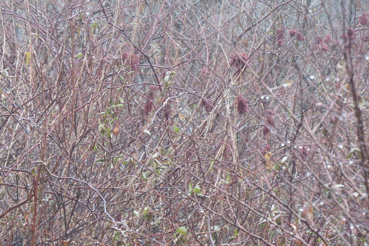 Spotted Towhee - ML628172108
