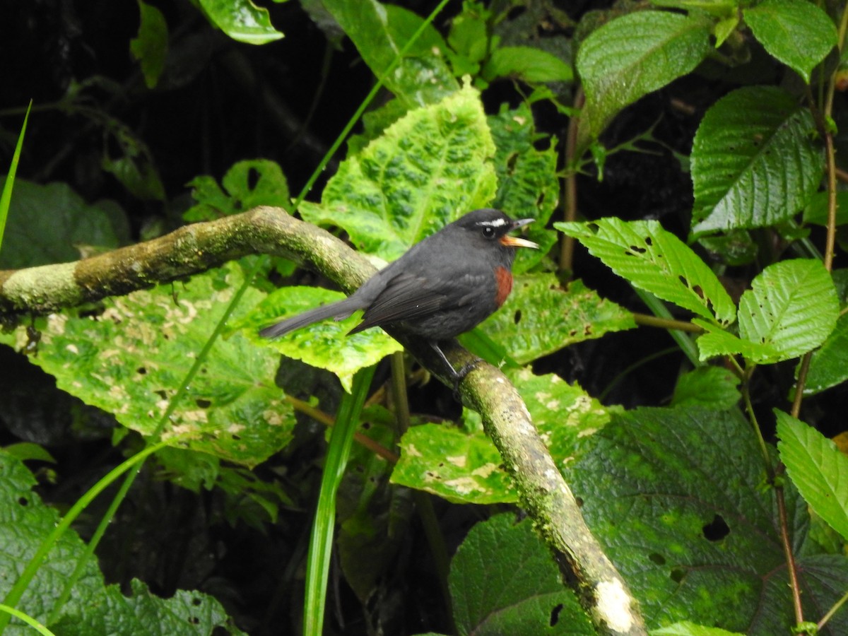 Maroon-belted Chat-Tyrant - ML628172126