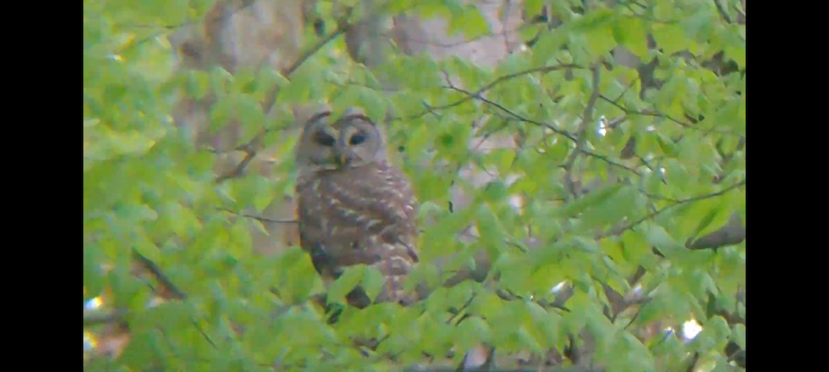 Barred Owl - ML628172182