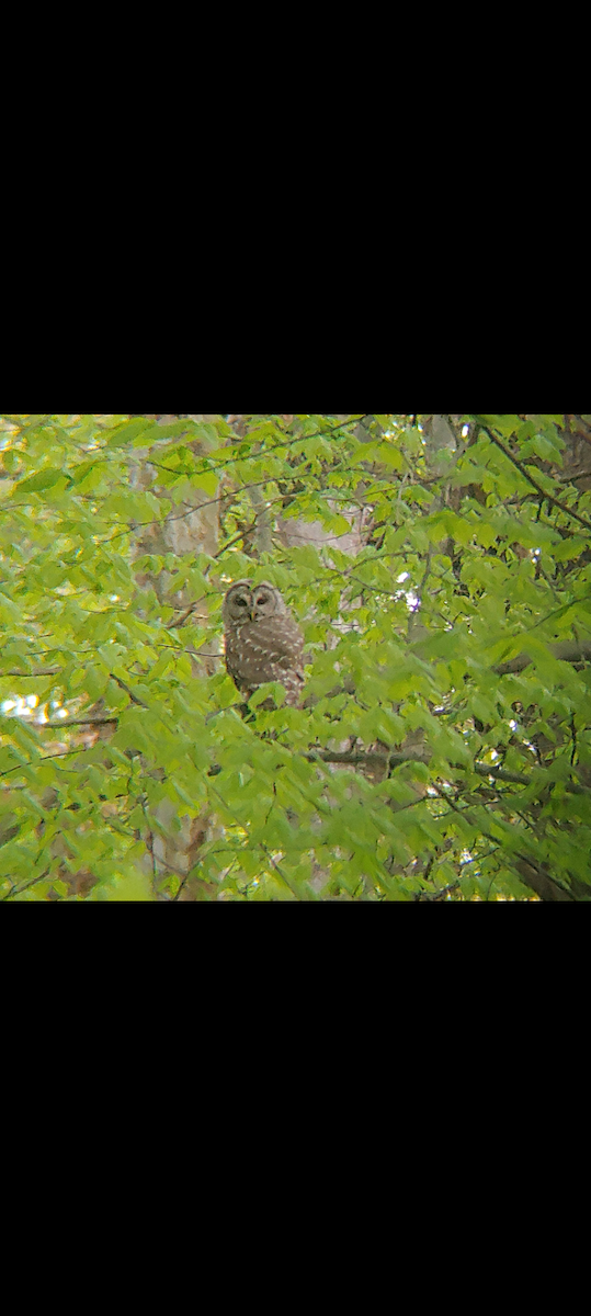 Barred Owl - ML628172183