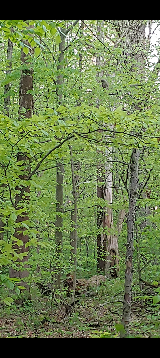 Barred Owl - ML628172184