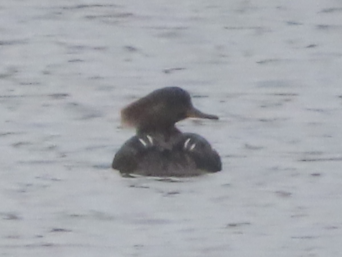 Hooded Merganser - ML628172220