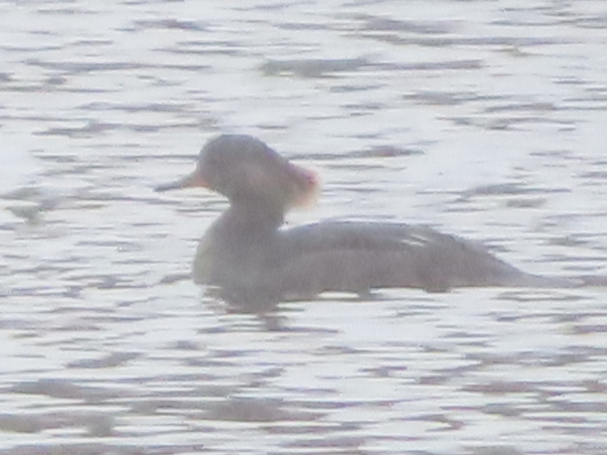 Hooded Merganser - ML628172225