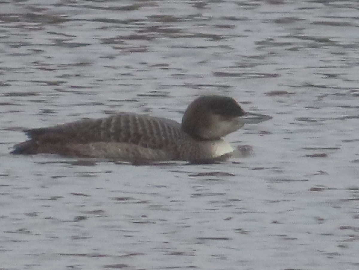 Common Loon - ML628172231