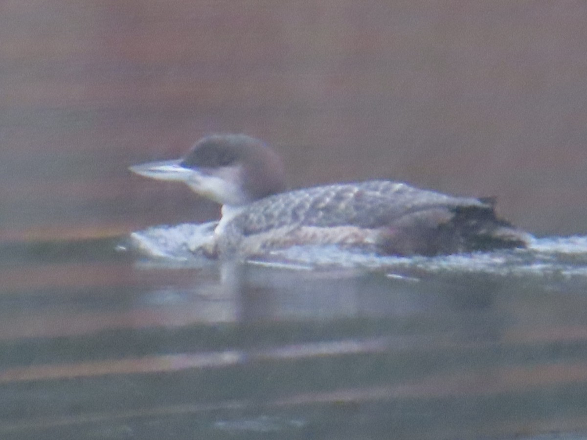 Common Loon - ML628172232