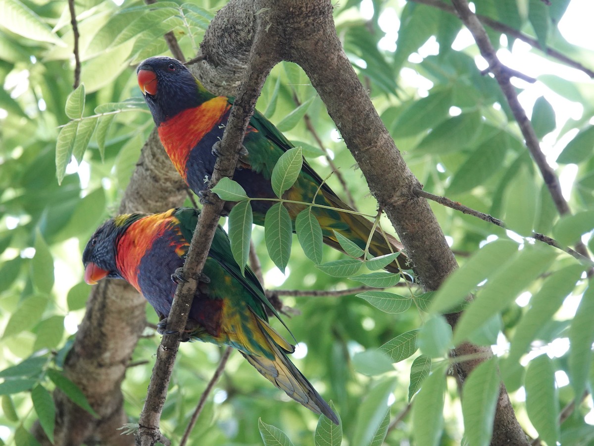 Rainbow Lorikeet - ML628172296