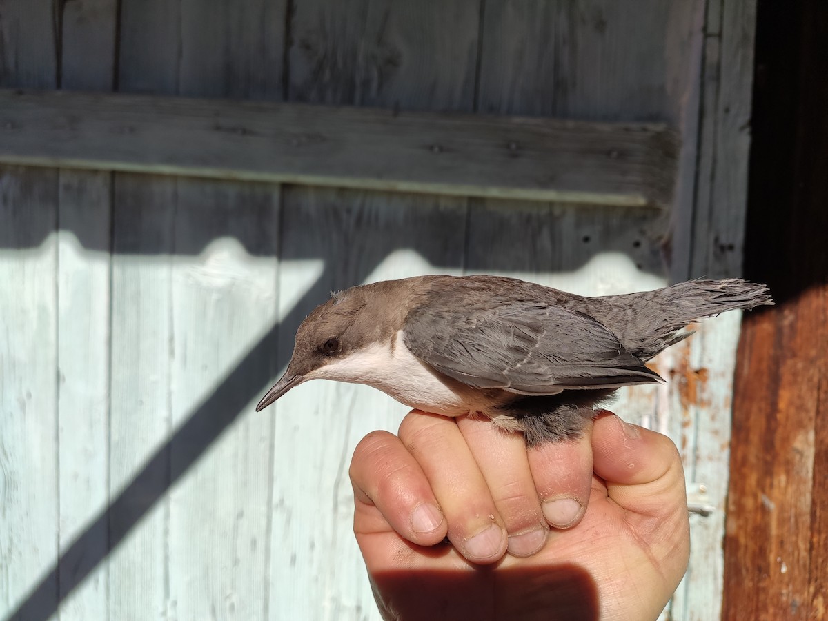 White-throated Dipper - ML628172370