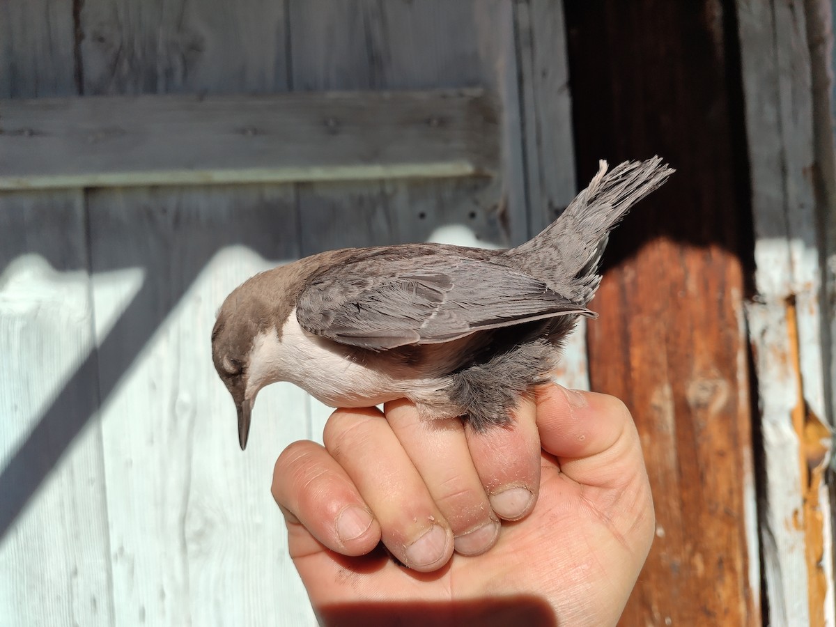 White-throated Dipper - ML628172371