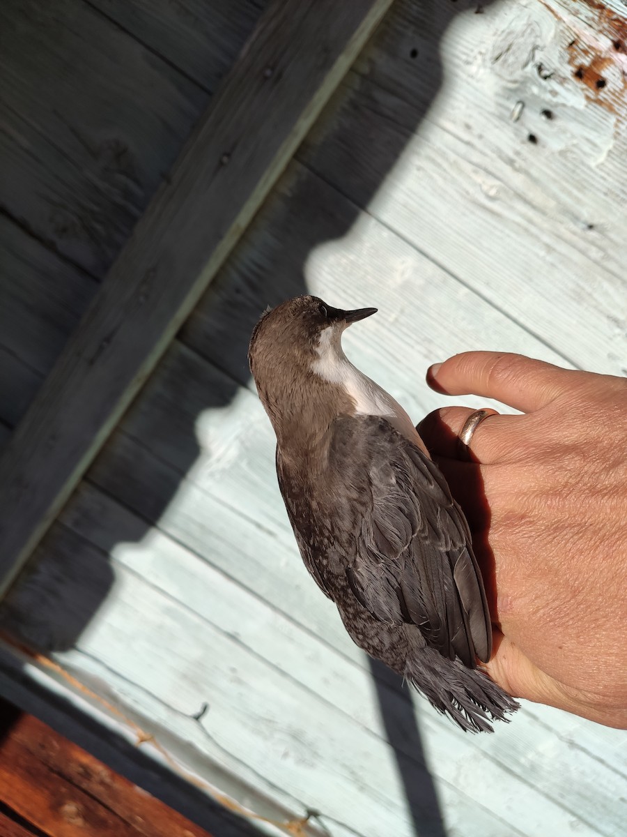 White-throated Dipper - ML628172372